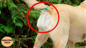 5 Amazing Gadgets for Your Pet Lover #10