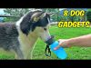 8 Dog Gadgets put to the Test