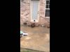 Epic Cat Door Fail [ORIGINAL; Part 1 ]