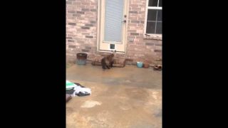 Epic Cat Door Fail [ORIGINAL; Part 1 ]