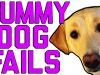Dummy Dogs || “Dog Fails” By FailArmy