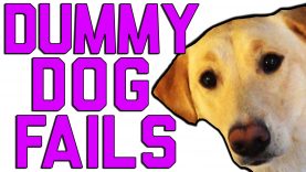 Dummy Dogs || “Dog Fails” By FailArmy