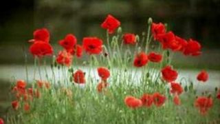 Harvest (Neil Young)