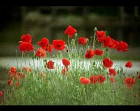 Harvest (Neil Young)