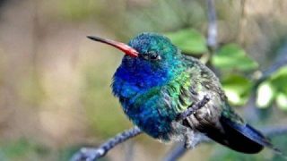 Cat Stevens – Morning has broken