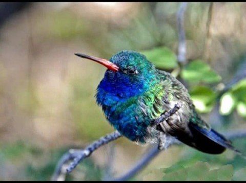 Cat Stevens – Morning has broken