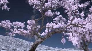 Morningside-Neil Diamond.